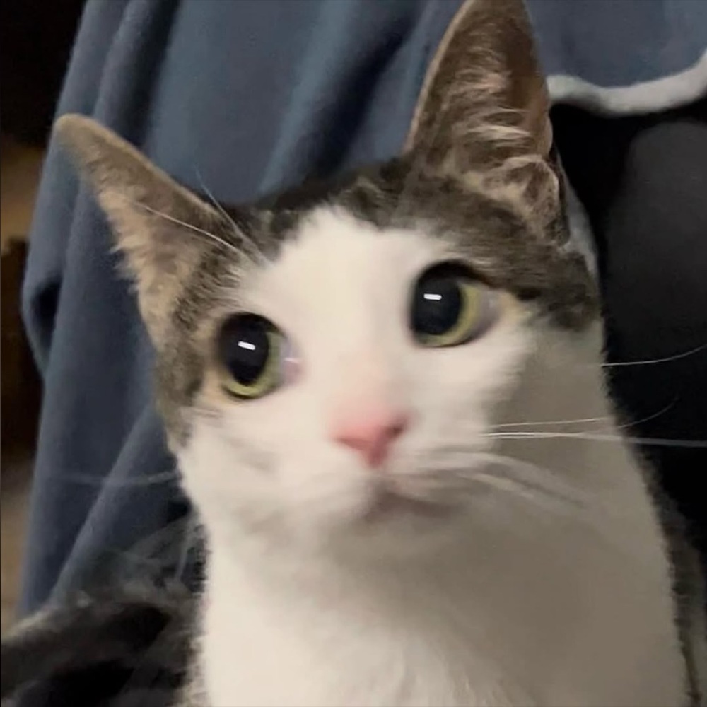 Meet your Posher, Randa - Picture 2 of 4